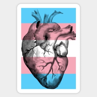 Trans Pride Anatomic Heart Sticker